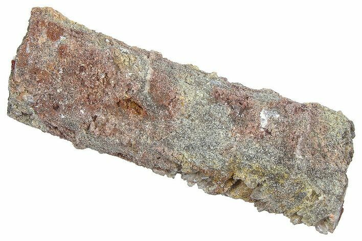 Devonian Petrified Wood (Callixylon) Section - Oldest True Wood #363310